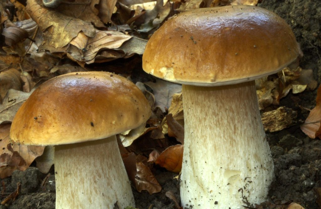 Hongos en Ultzama-Boletus